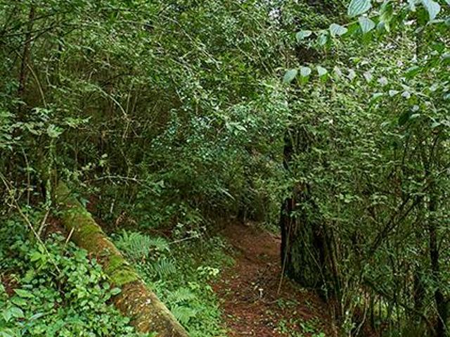 Parcela Ejidal de 6 HA con Bosque y Agua