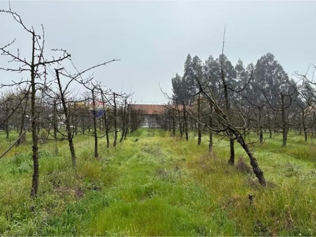 Parcela en venta con casa, los cristales, curicó. 4 dormitorios por 7855.00 en Curicó