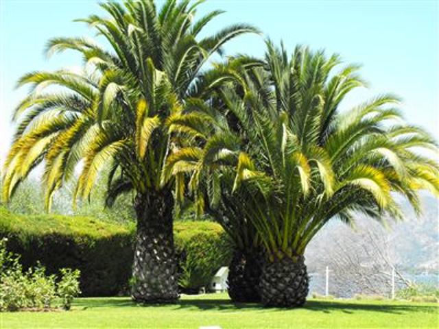 Parcela en Venta en Aculeo / Los Perales / Bahía Catalina
