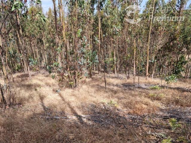 Parcela en Venta en Bucalemu, Rapel de Navidad