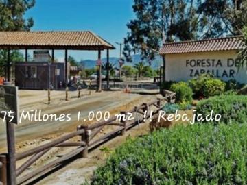 Foresta de Zapallar, Provincia de Petorca, Región de Valparaíso