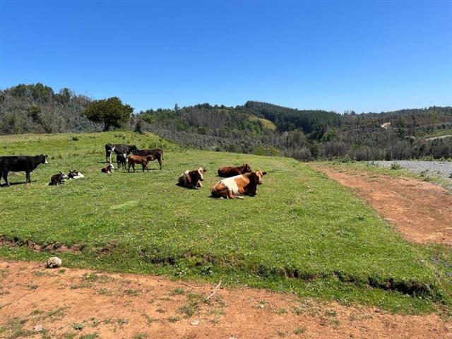 Parcela en Venta en Punta de Parra