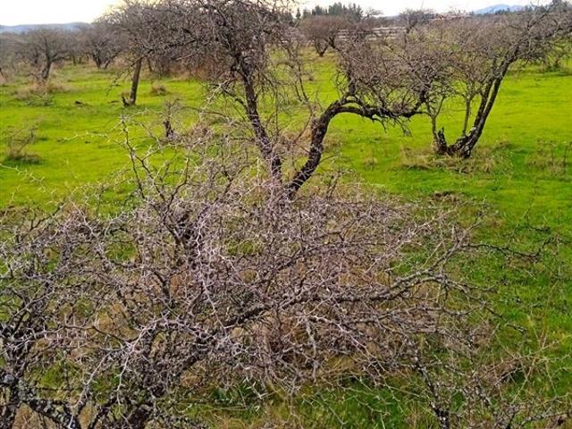 Parcela en Venta en purapel