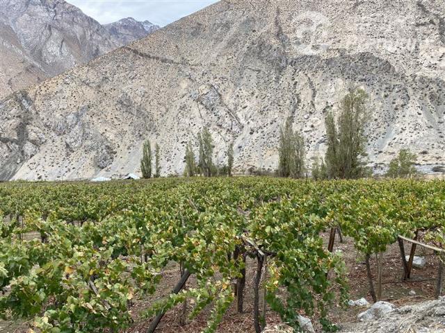 Parcela en Venta en PAIHUANO VALLE DEL ELQUI