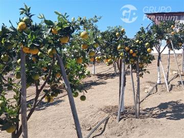 Casa en venta en Cruce Longitudinal - El Romeral - Chacay Alto, La Serena