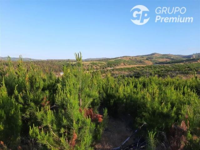 Parcela en Venta en SANTA CONSUELO DE ALCANTARA, SAN PEDRO DE ALCANTARA, PAREDONES, REGION BERNARDO O´HIGGINS