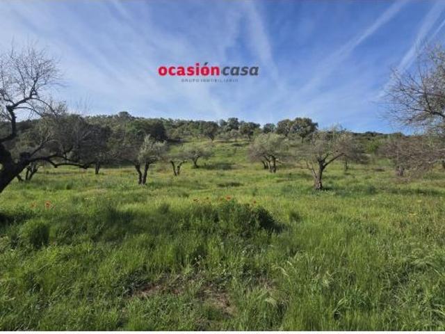 PARCELA RÚSTICA CON OLIVOS Y CASA