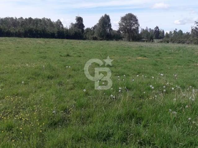 Parcela 5000 mtrs. RUTA 215 PUYEHUE | 0 dormitorios por 35000. 00 en Puyehue