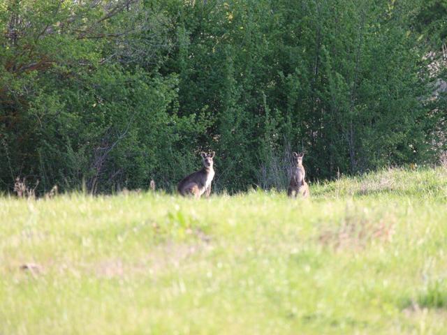 Parkside bargain with kangaroos for neighbours!
