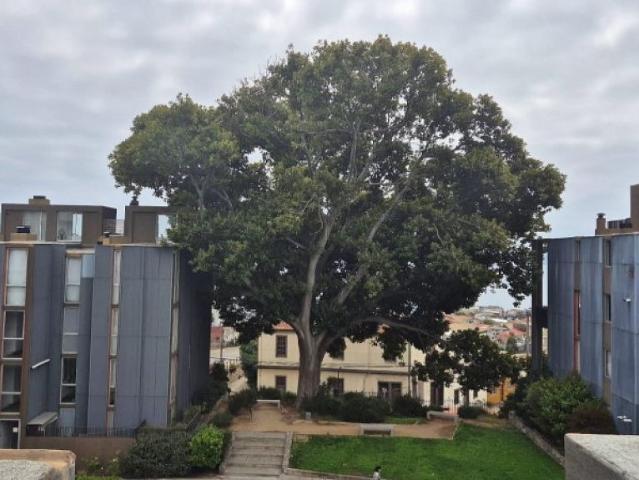 Parque magnolio