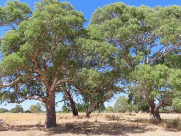 Land to rent in South Australia
