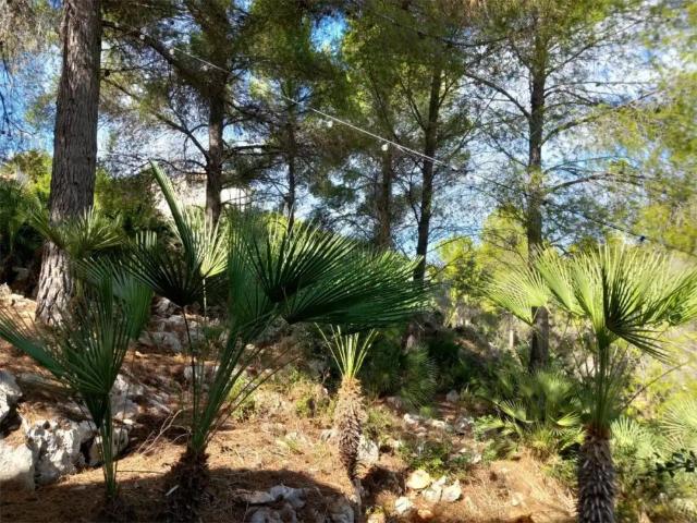 Pedreguer