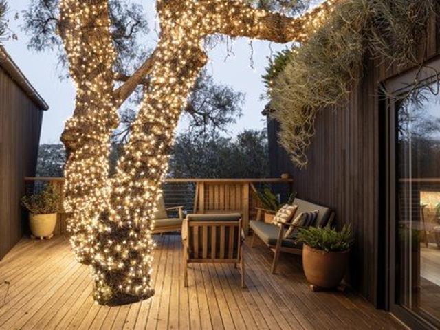 Pepper Tree