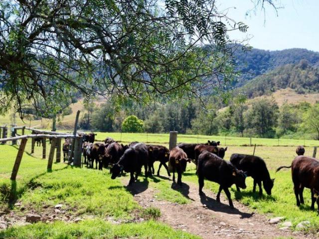 Perfect 'Escape to the Country' Lifestyle Farm On the Barrington River 25 minutes from Gloucester