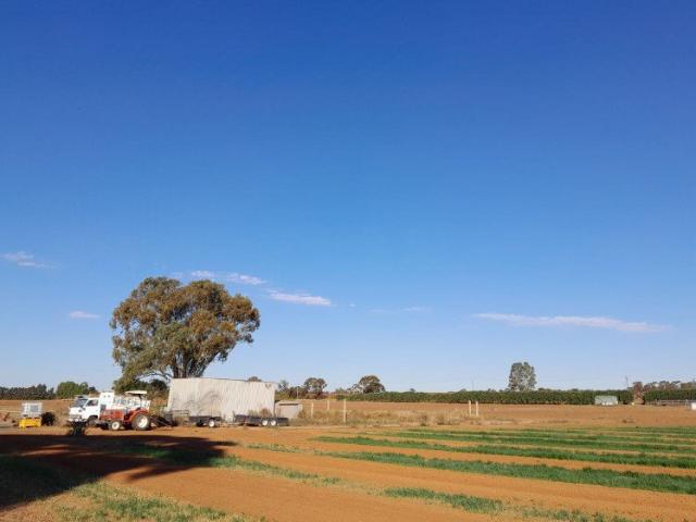 Perfect for Growing Crops or Stonefruit
