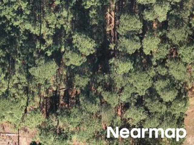 Pine Oak