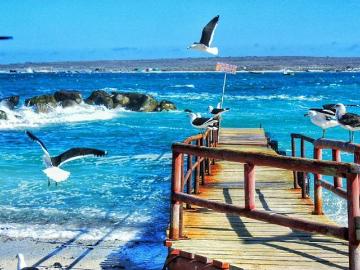 PINGUINOS DE HUMBOLD/COSTANERA, La Higuera