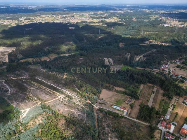 Pinhal com 1.425 m² em Brejal – Cabeça Alta, Seixo de Gatões, Montemor o Velho