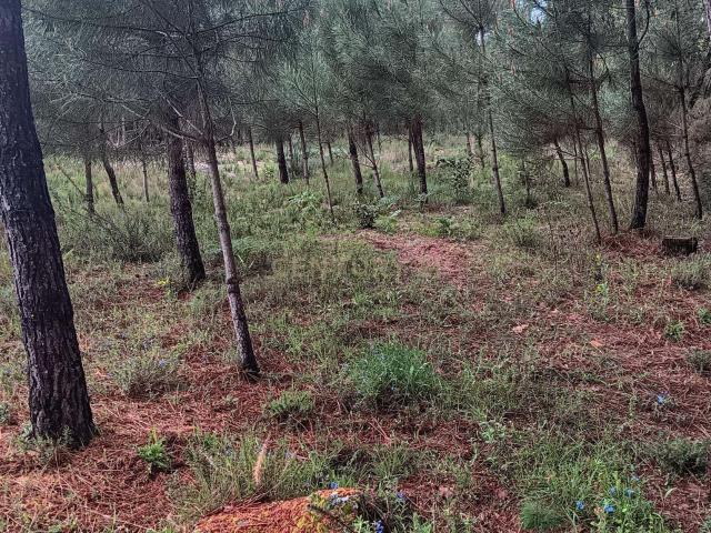 Pinhal à venda em ranhados, Viseu