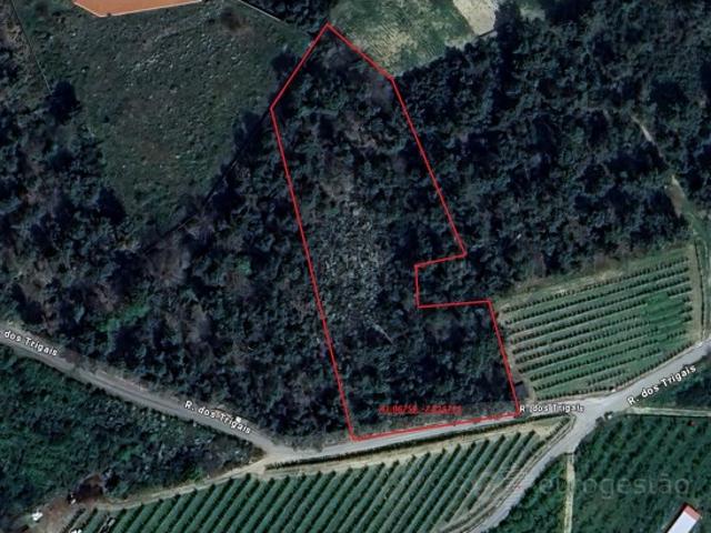 Pinhal indiviso em Cepões, Lamego