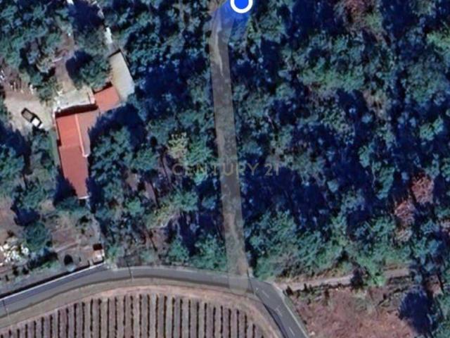 Pinhal para venda em S. João de Lourosa, Viseu
