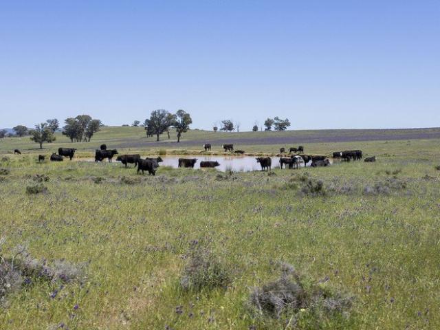 PICTURESQUE RURAL HOLDING CLOSE TO GOOLOOGONG
