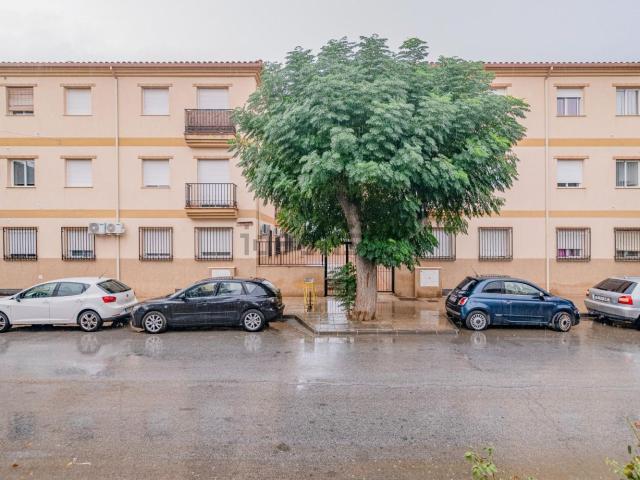 Piso, Cijuela