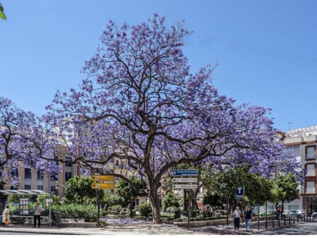 Piso, Gibralfaro, Málaga