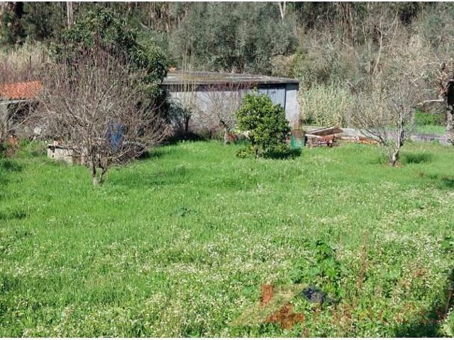 Pombal Pombal 99377351