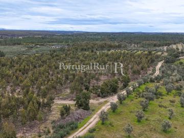 Propriedade Rural com Potencial Agrícola e Florestal no Alto Alentejo