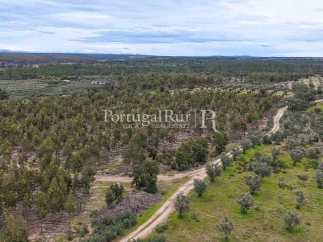 Propriedade Rural com Potencial Agrícola e Florestal no Alto Alentejo