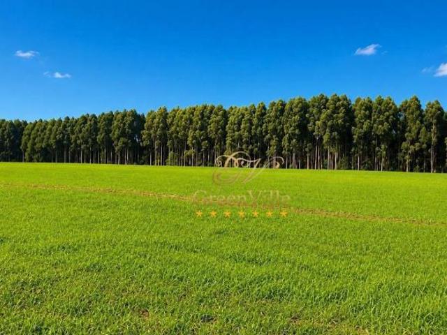 Porto Amazonas, 90 Alqueires, 217 Hectares, Plantando 70 Alqueires