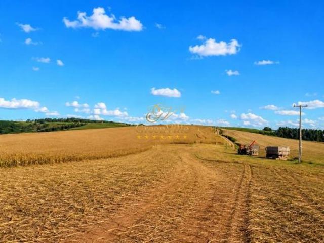 Porto Amazonas | hectares | 161 alqueires | Plantando 222 hectares