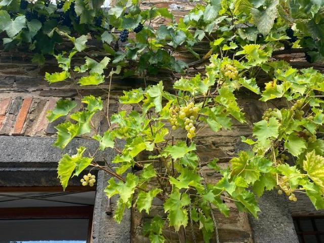 Provisionsfrei Liebevoll restauriertes Naturstein Winzerhaus