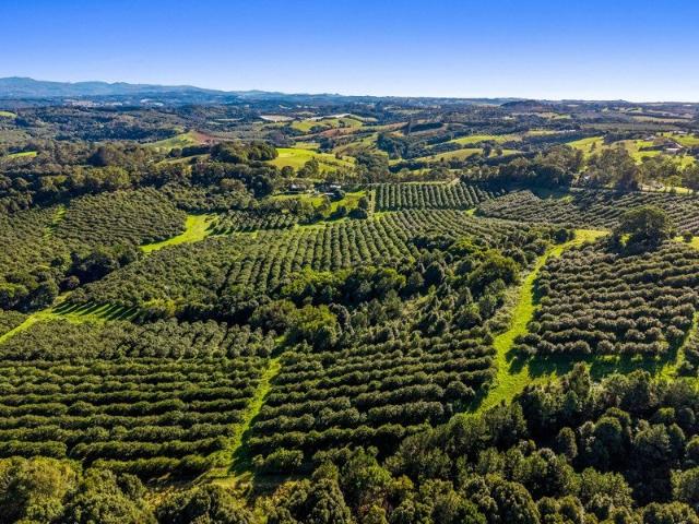 Productive Macadamia Orchard with Panoramic Hinterland & Ocean Views