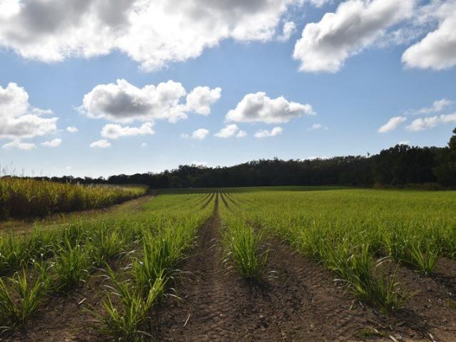 Productive Cane Farm