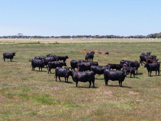 Productive Cattle Farm