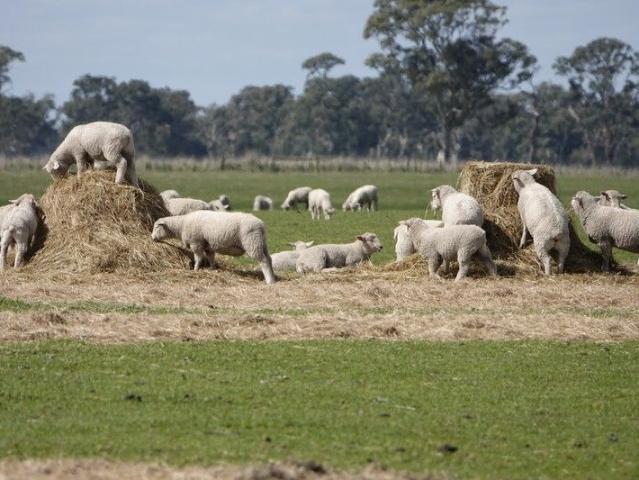 Productive Grazing or Cropping Property