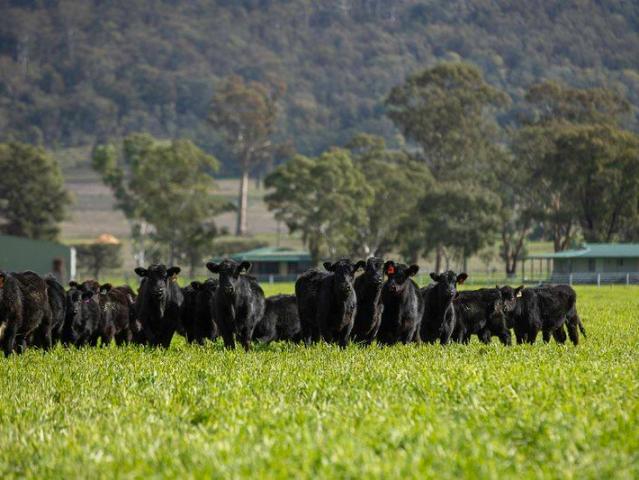 Productive Irrigation and Cattle Enterprise