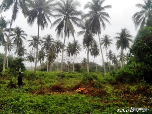 Productive Lot in Angostia Nabua Cam. Sur.. For Sale.. !