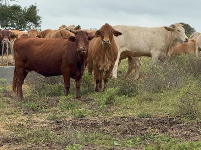 Productive 100 Acre Farm with Infrastructure & Water Security