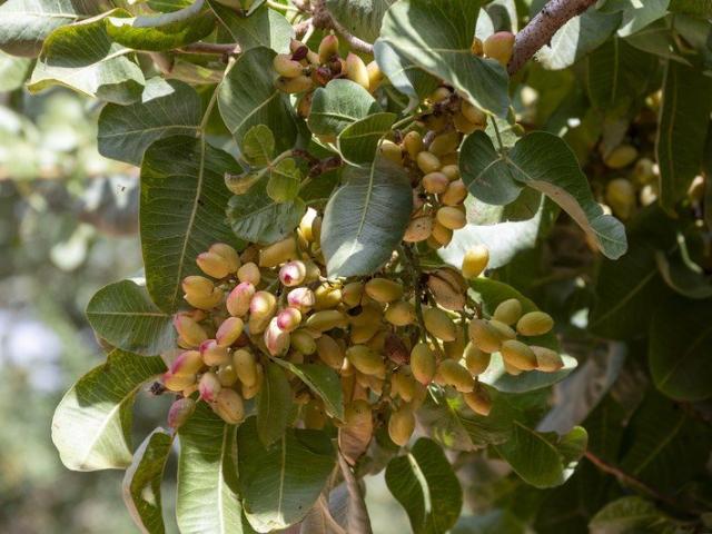 Producing Table OlivesPistachios Entering Commercial Production