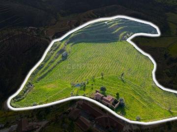 Terreno em Celorico de Basto com Vinha Ativa e Casa