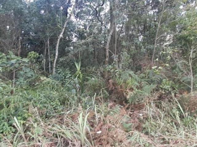 Projeto pioneiro de compensação ambiental em Piedade, SP!