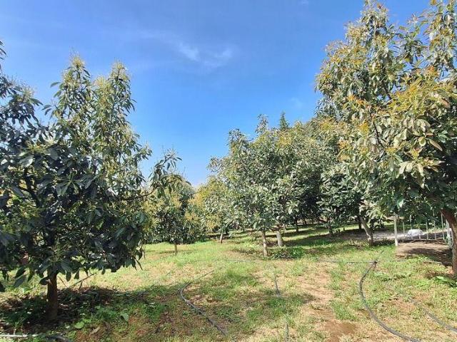 Propiedad con local y huerta en San Gabriel Ixtla