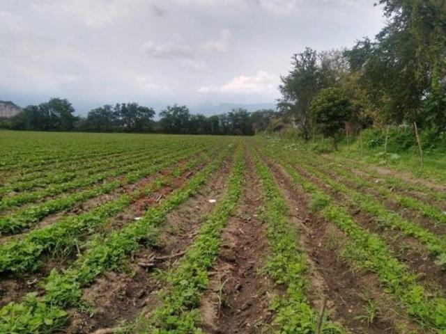 Propiedad en VENTA Avenida Emiliano Zapata, La Nopalera, 62737 Yautepec, Mor, México