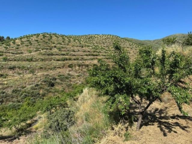 Propriedade / terreno rústico 22 Hectares com Amendoal em produção biológica