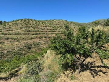 Propriedade / terreno rústico 22 Hectares com Amendoal em produção biológica