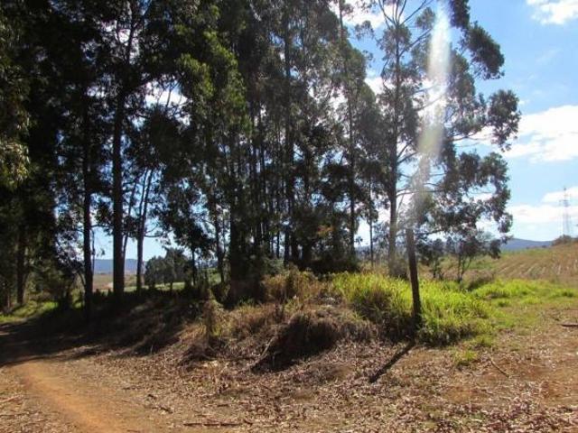 Propriedade Única com 200 Hectares Produtivos e Reserva Florestal na Fazenda REX 240 ha