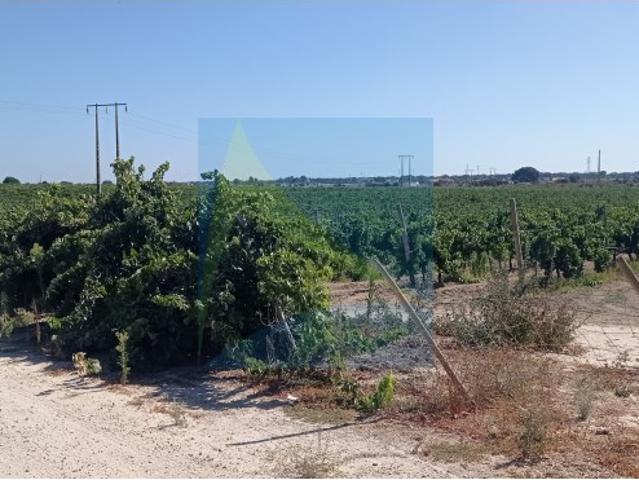 Propriedade Vitivinícola | 130.000 m² | Syrah & Moscatel